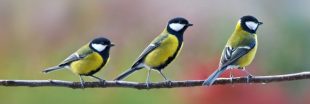Ce week-end, participez au comptage national des oiseaux des jardins