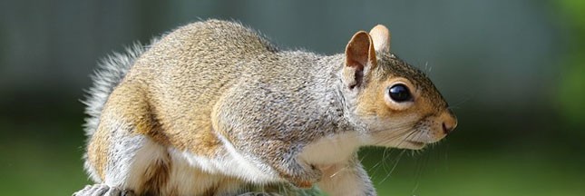 Pannes de courant : les écureuils plus dangereux que les hackers