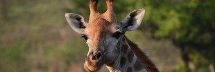 10 espèces animales à surveiller en 2017