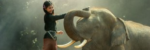 La fin du commerce de l'ivoire en Chine dès 2017