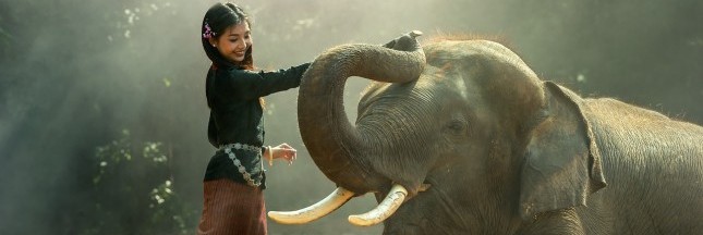 éléphant, ivoire