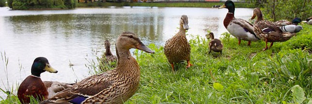 Grippe aviaire : 1 million de canards seront abattus