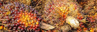 Des chercheurs ont trouvé une alternative à l'huile de palme