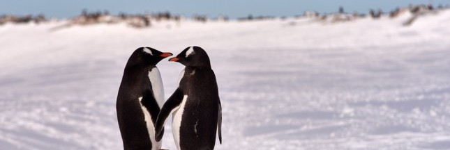 ceberg, antarctique, pingouins