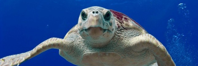 tortue, réchauffement des océans