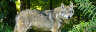 Plusieurs loups ont été repérés autour de Paris