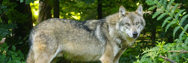 Plusieurs loups ont été repérés autour de Paris