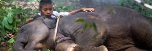 Birmanie : des trafics pour la peau des éléphants