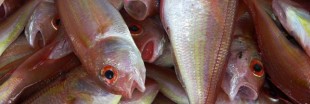 Le poisson, noyé dans la mondialisation
