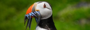 Fous de Bassan et macareux : deux espèces en danger