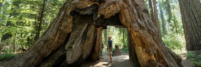 Un arbre millénaire s’effondre après une tempête en Californie