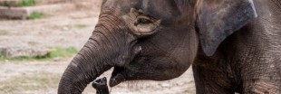 Les éléphants pygmées sont en danger à Sabah, sur l'île de Bornéo