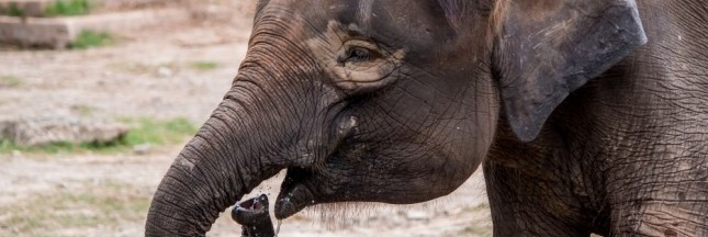 Les éléphants pygmées sont en danger à Sabah, sur l’île de Bornéo