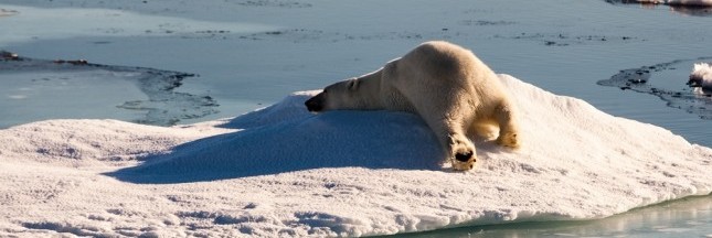rendez-vous en 2017, ours blanc, Arctique