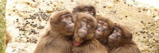 Les singes, une espèce à l'avenir incertain ?
