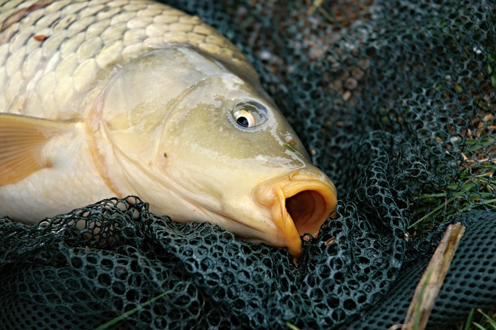 Et si les poissons souffraient tout comme nous ?