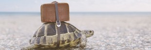 Trafic : 6.000 tortues sauvées en Inde