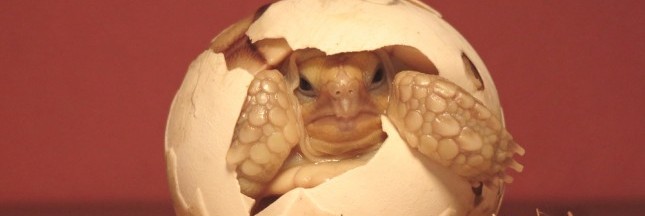 Un bébé tortue d'Arakan est né en captivité en Californie