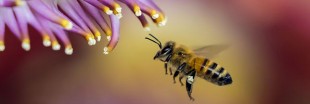 Le virus de 'l'aile déformée' s'attaque aux abeilles