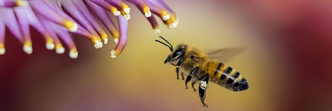 Le virus de ‘l’aile déformée’ s’attaque aux abeilles