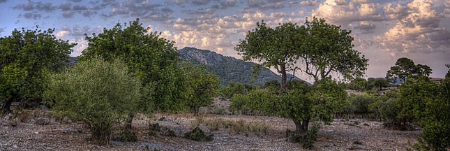 Une bactérie tueuse d’arbres sévit aux Baléares