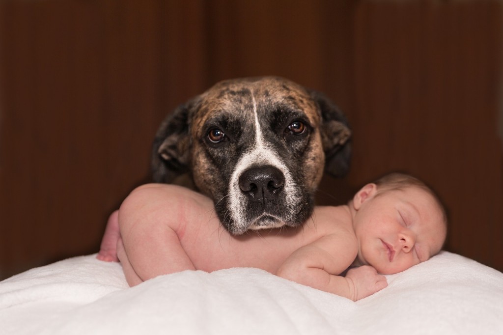 Assurance pour animaux, une idée pas si bête !