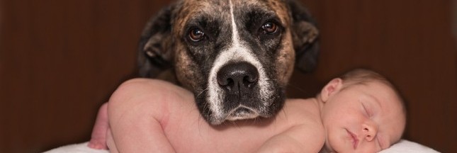 Assurance pour animaux, une idée pas si bête !
