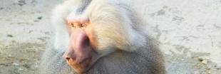 30 Millions d'Amis sauve deux babouins hamadryas