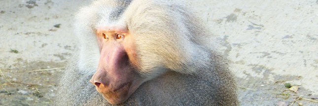 30 Millions d’Amis sauve deux babouins hamadryas