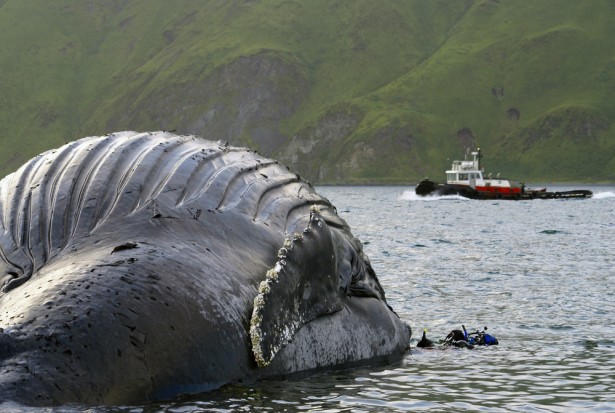 baleines échouées