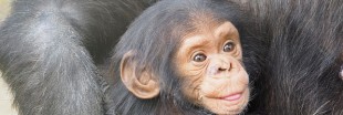 Les bébés chimpanzés ciblés par les trafiquants