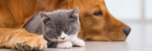 Test produit : la Box Yarrah alimentation bio pour chats et chiens