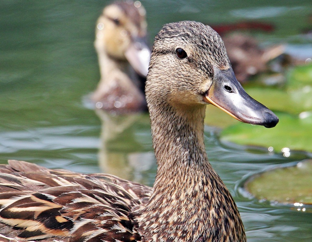 Grippe aviaire : abattage massif de canards pour endiguer l’épidémie