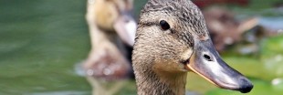 Grippe aviaire : abattage massif de canards pour endiguer l'épidémie Grippe aviaire : abattage massif de canards pour endiguer l'épidémie
