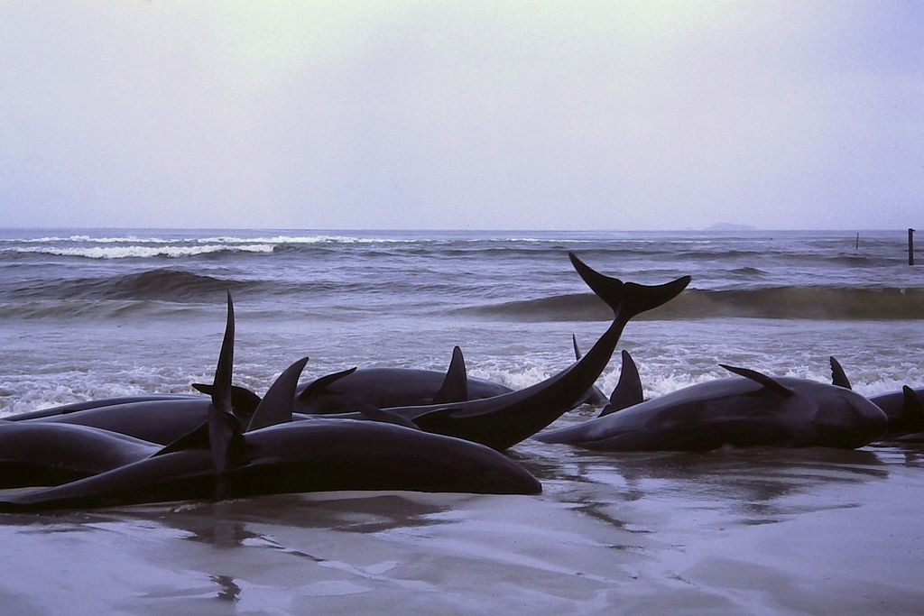 Baleines échouées : pourquoi tant de cétacés finissent en masse sur les plages ?