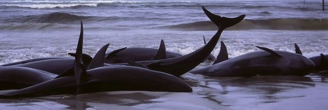 Baleines échouées : pourquoi tant de cétacés finissent en masse sur les plages ?