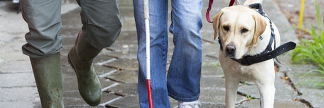 Des 'chiens d'éveil' pour aider les enfants malvoyants à appréhender leur environnement dès le plus jeune âge