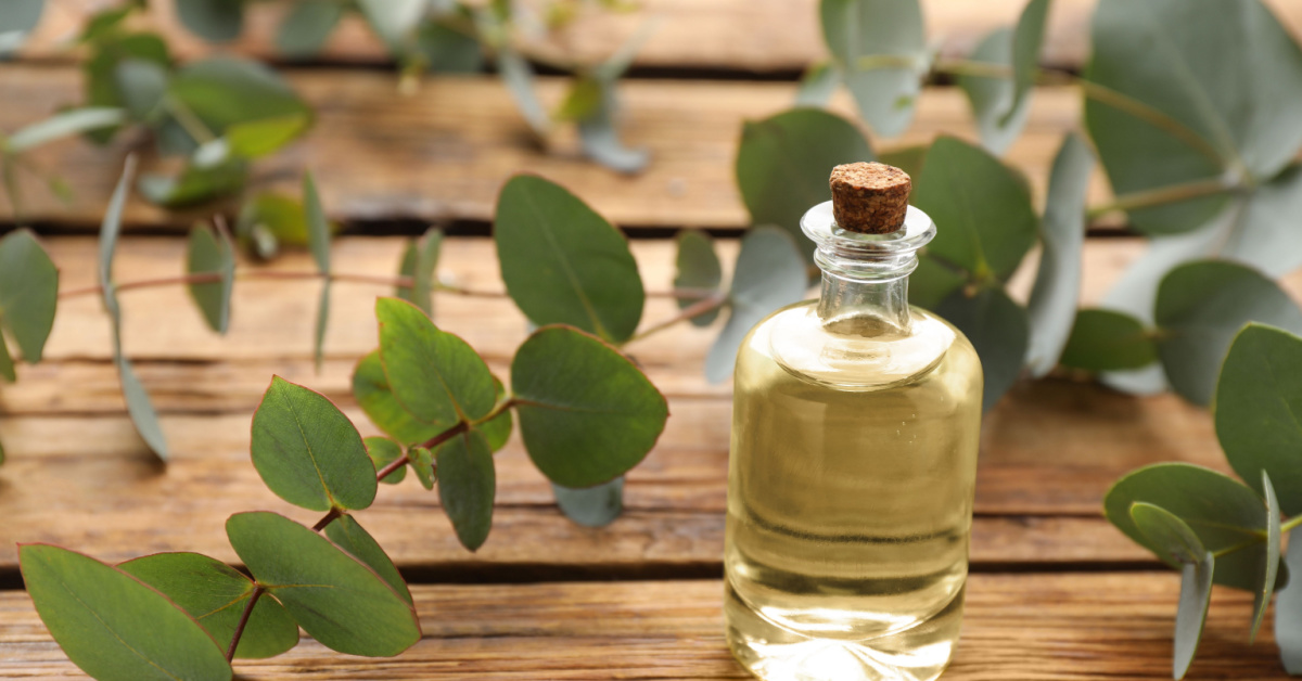 Maux de gorge ? Optez pour l'eucalyptus !