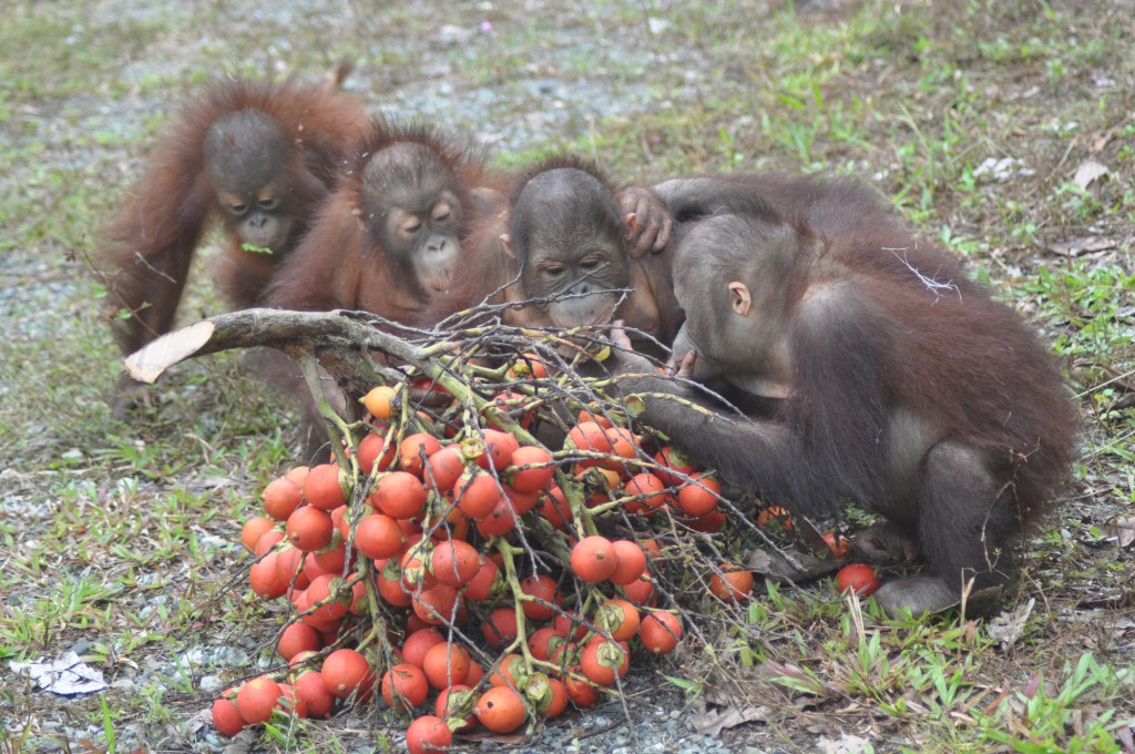 Sauver les orangs-outans de Bornéo, le combat quotidien de la BOSF