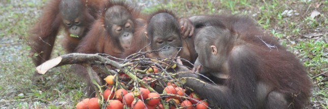 L’huile de palme, un poison pour la terre !… Fondation-Bos-The-orangutans-in-our-Samboja-Lestari-Rehabilitation-centre-eating-fruits-in-the-forest-of-Forest-School-e1487756634599