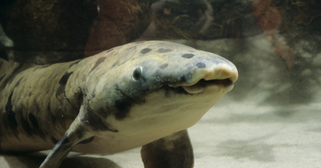 Granddad, le plus vieux poisson en captivité, euthanasié à Chicago