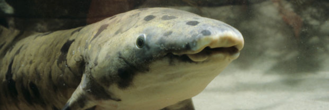 Granddad, le plus vieux poisson en captivité, euthanasié à Chicago Granddad, le plus vieux poisson en captivité, euthanasié à Chicago