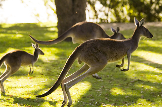 Kangourou là "tế bào", là "DNA" của cuộc sống ở Úc