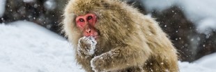 Japon : des singes tués par un zoo pour protéger l'espèce indigène 'Nihonzaru'