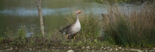 La chasse aux oies sauvages prolongée malgré la loi