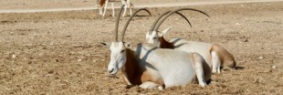 Un groupe d'Oryx algazelle relâché au Tchad