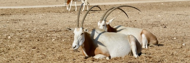 Un groupe d’Oryx algazelle relâché au Tchad