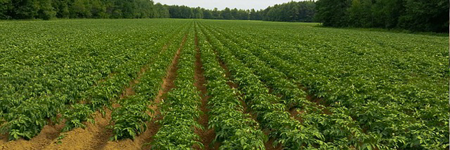 Greenpeace dévoile son classement 2017 des enseignes de la grande distribution dans la course Zéro pesticide Greenpeace dévoile son classement 2017 des enseignes de la grande distribution dans la course Zéro pesticide