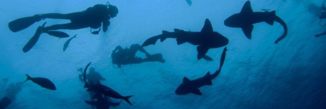Belize : découverte d’une nouvelle espèce de requin