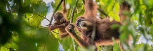 Des orangs-outans accueillent Ségolène Royal au Salon de l'agriculture